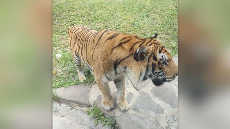 Восемь человек за восемь дней убили и растерзали тигры в Индии 