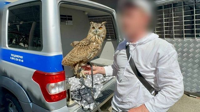 Фотоживодер предлагал туристам сделать снимки с совами в Сочи