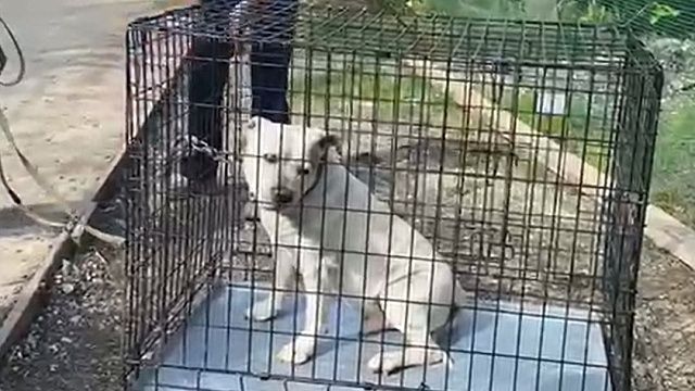 Фото: t.me/mcusochi