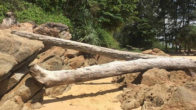 Останки привязанной к бревну женщины нашли в пруду в Таиланде