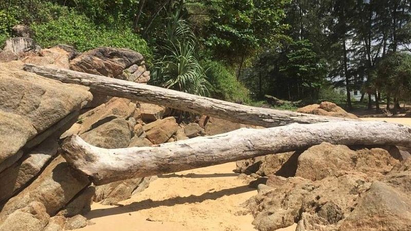 Останки привязанной к бревну женщины нашли в пруду в Таиланде