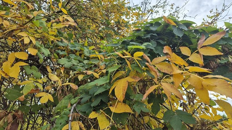 До +20°С прогреется воздух 18 ноября в Краснодаре