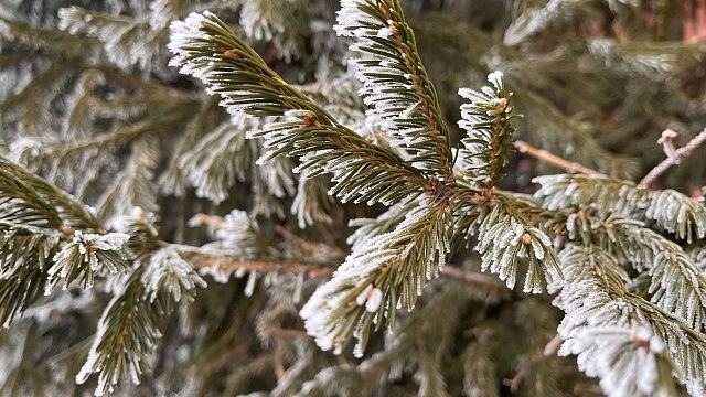 До –12°С опустится температура 25 декабря на Кубани