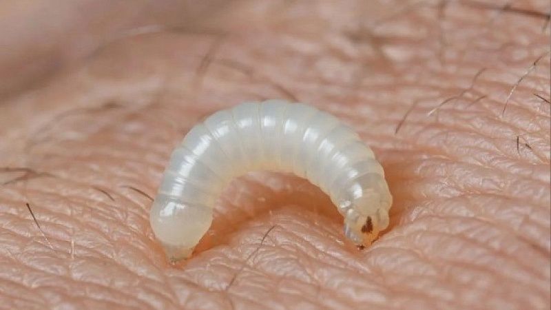 В честь русского генерала назвали членистоногих коллембол