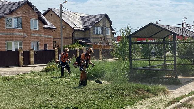 В Краснодаре продолжают бороться с амброзией. Фото: пресс-служба администрации Краснодара