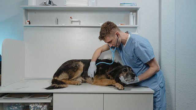 День ветеринарного врача Фото: pexels.com