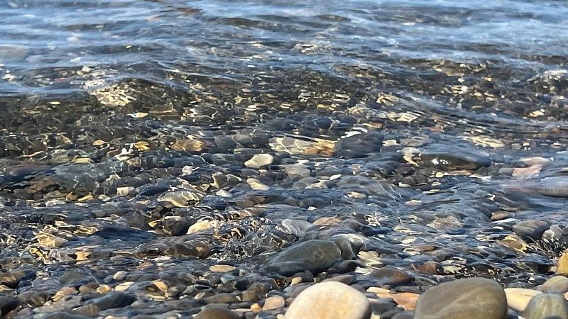 Производство мидий и устриц сократилось почти вдвое на Кубани