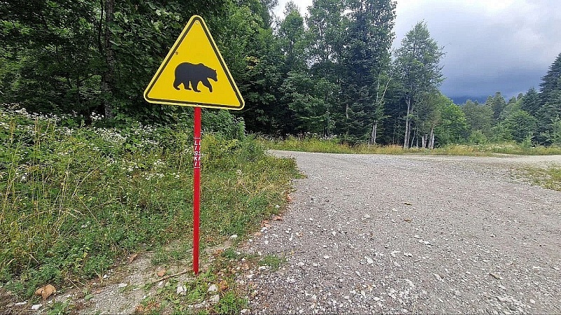 Голову медведя нашли во дворе Ангарска
