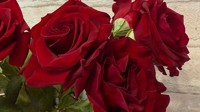 Фото: телеканал «Краснодар»