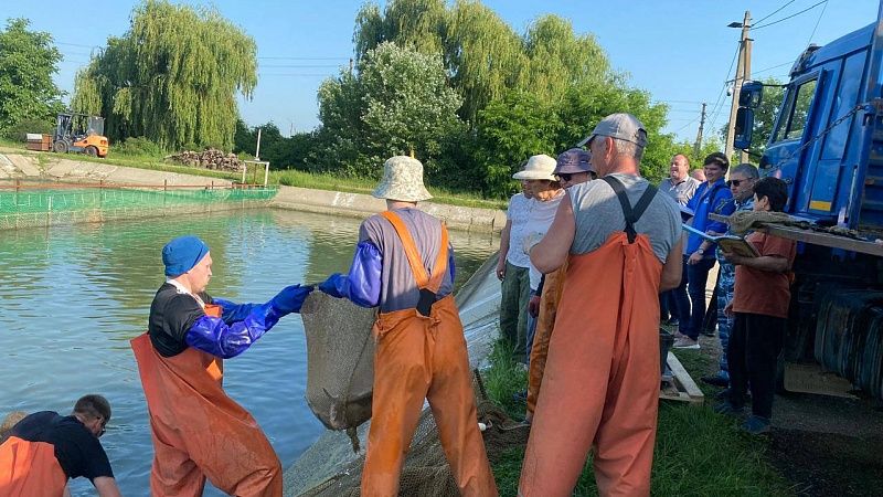 Более 10 тысяч мальков ценных осетровых рыб выпустят в реку Кубань