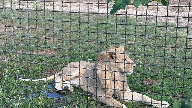 Разъярённый старый лев растерзал 14-летнего школьника в Кении