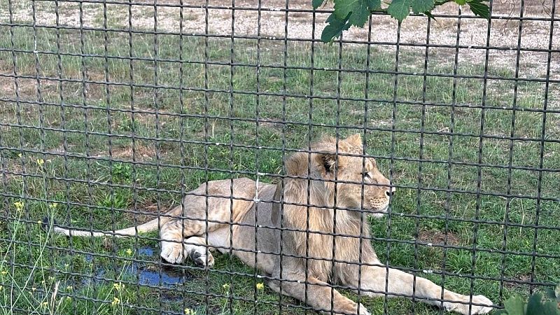 Разъярённый старый лев растерзал 14-летнего школьника в Кении