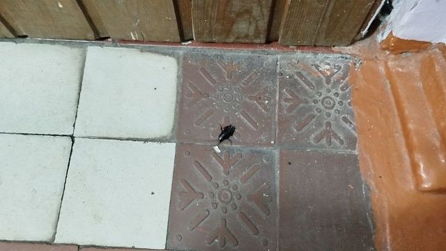 Крысы и тараканы атаковали жильцов многоквартирного дома в Новосибирске