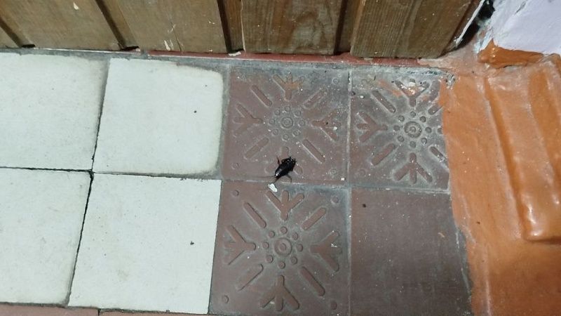 Крысы и тараканы атаковали жильцов многоквартирного дома в Новосибирске