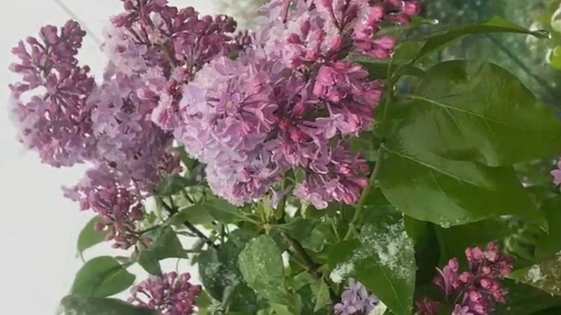 Жители Кубани поделились кадрами апрельского снегопада в социальных сетях 