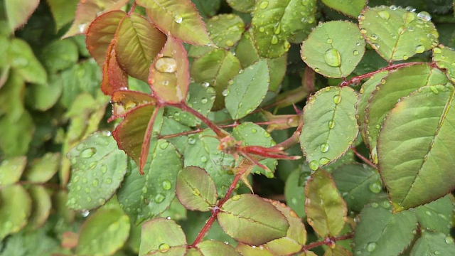 Дожди и до +19 ожидается 19 апреля в Краснодаре