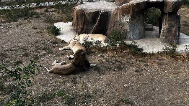 Появилось видео нападения львицы на парня с психическим расстройством в Бразилии