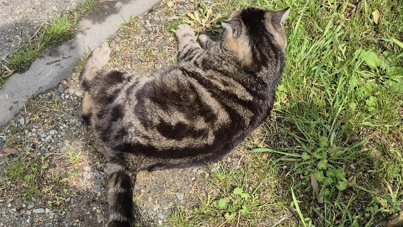 Кота при помощи дрона спасли в Китае