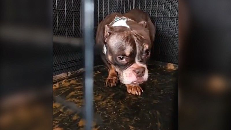 Певица Mona показала видео из скандальной «тюрьмы для собак» в Подмосковье