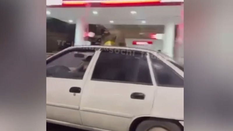 Катавшего на крыше енотов таксиста задержали сотрудники Госавтоинспекции Сочи