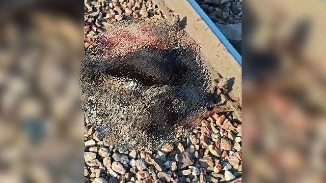 Зооволонтёры рассказали новые подробности гибели собак под поездом в Краснодаре