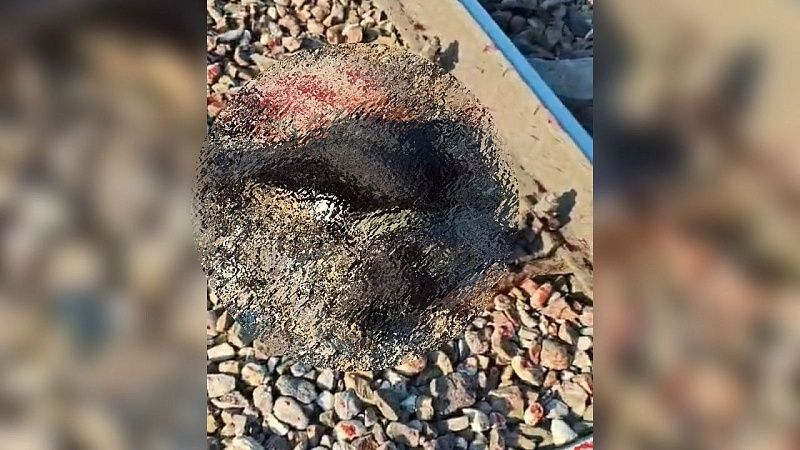 Зооволонтёры рассказали новые подробности гибели собак под поездом в Краснодаре