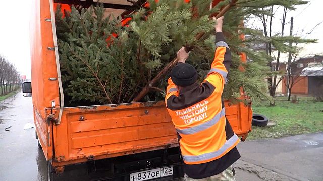 Как правильно утилизировать елку после праздников / Фото и видео: телеканал «Краснодар»