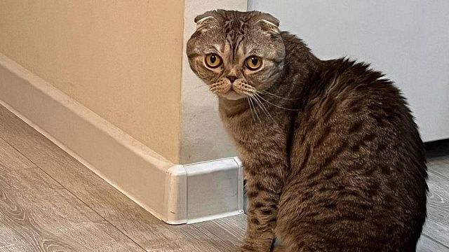 Кот разбудил и спас от пожара хозяина в Саратовской области