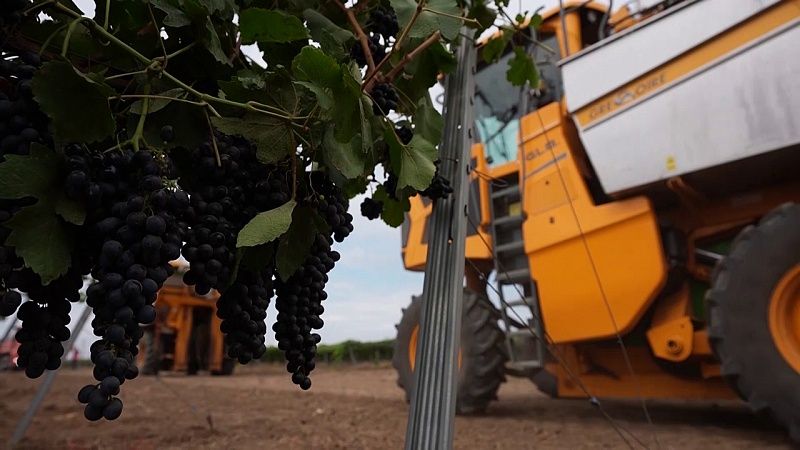 Дожди в Краснодаре, старт уборочной кампании винограда. Новости 9 сентября.