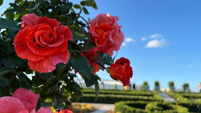 Теплый ветер и до +20 градусов ожидаются в Краснодаре 15 мая