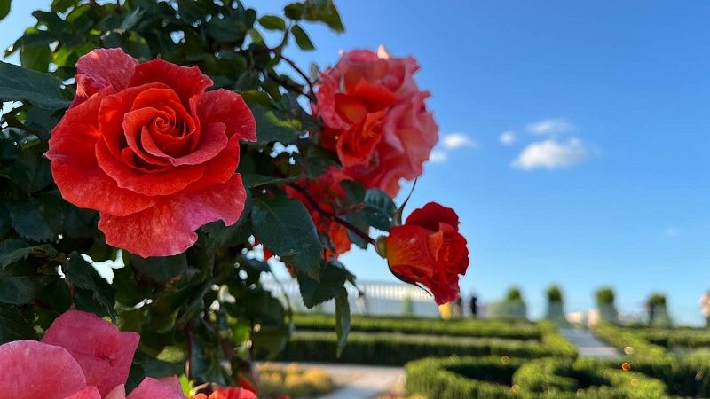 Теплый ветер и до +20 градусов ожидаются в Краснодаре 15 мая