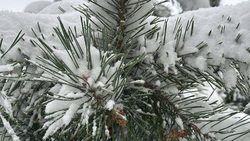 Похожую на удава снежную фигуру сфотографировали на березе в Балашихе
