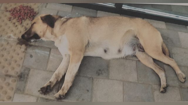 Потерявшаяся в Комсомольском микрорайоне собака. Фото телеканалу «Краснодар» предоставил местный житель