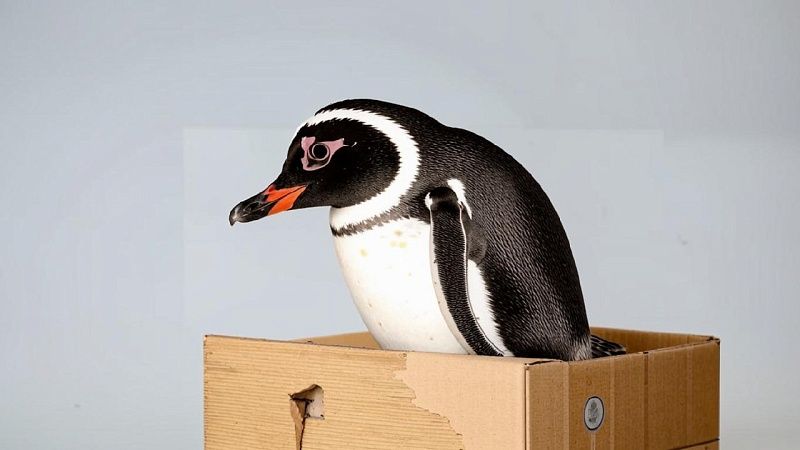 Пингвина обвинили в крушении вертолёта в Африке