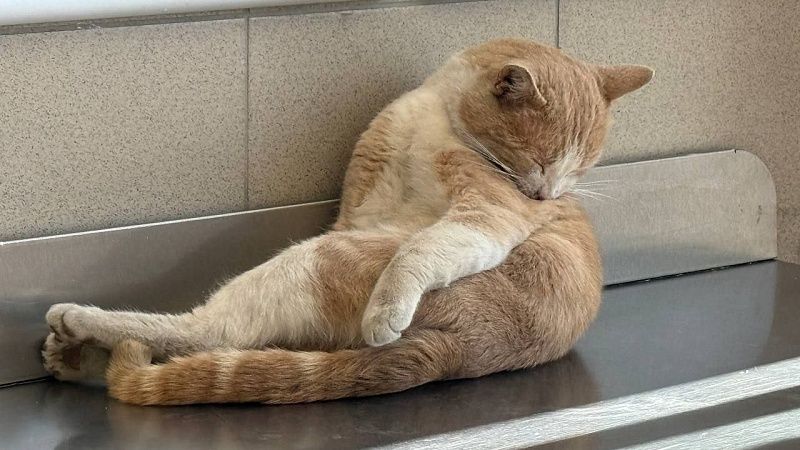 Застрявшего в набережной черно-белого кота спасли спустя неделю в Петербурге