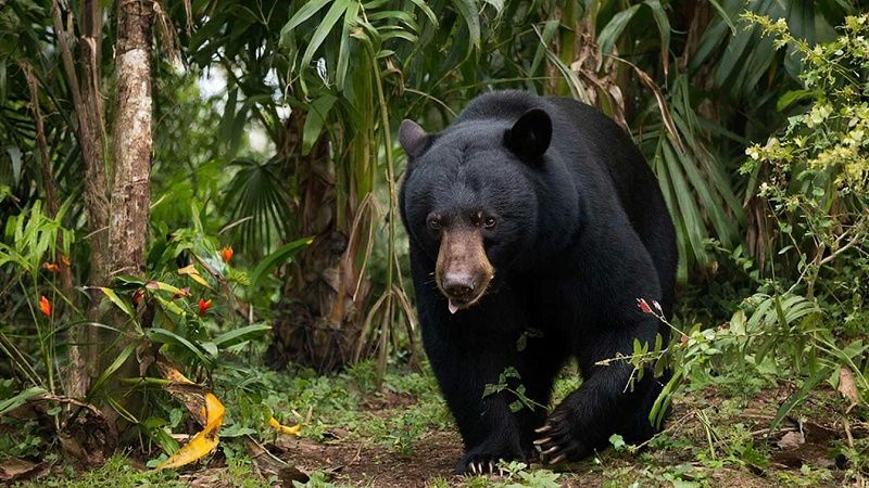 Разъярённый медведь-губач напал на детей в Индии