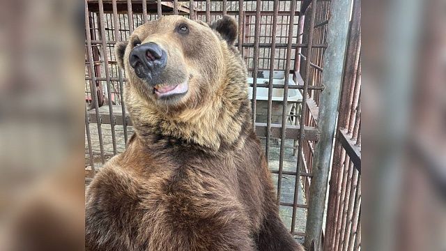 Сочинский медведь Винни готовится к новоселью в Красной Поляне