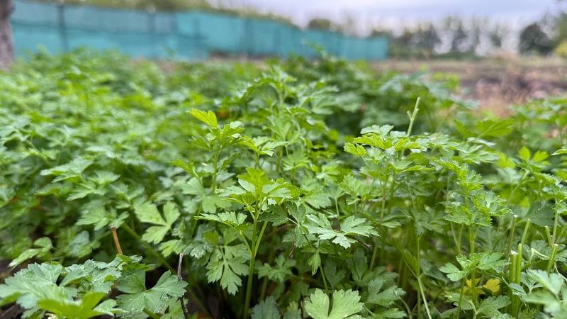 На 23% вырос средний чек на дачные товары в Краснодарском крае