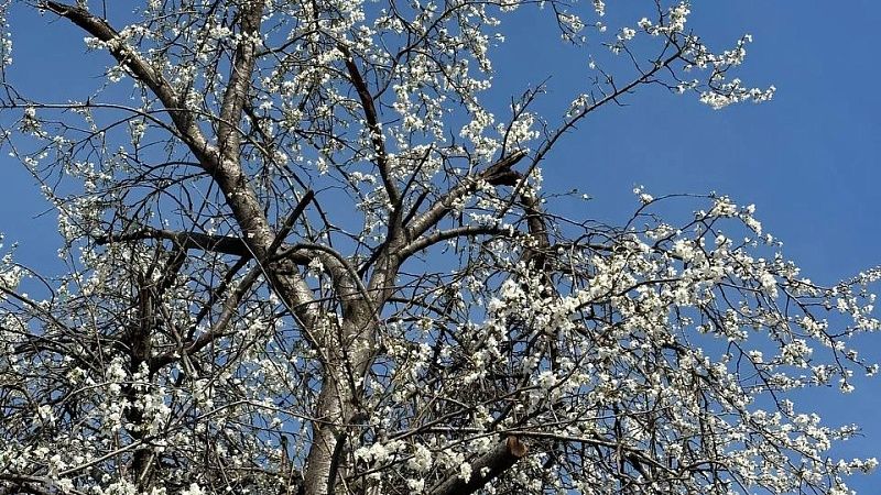 Ученые заявили, что похолодание не повлияет на сельхозкультуры на Кубани