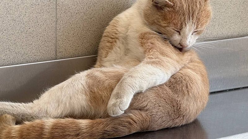 Спасатели помогли застрявшему в окне четвертого этажа коту на Сахалине