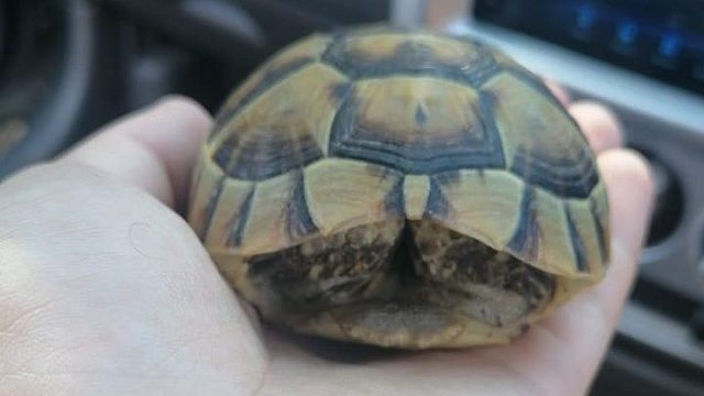 Первая найденная на пепелище черепаха Фото добровольцев