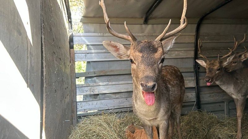 Пятнадцать ланей выпустили в природный заказник под Горячим Ключом