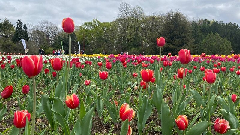 Туман и небольшой дождь ожидаются в Краснодаре 5 апреля