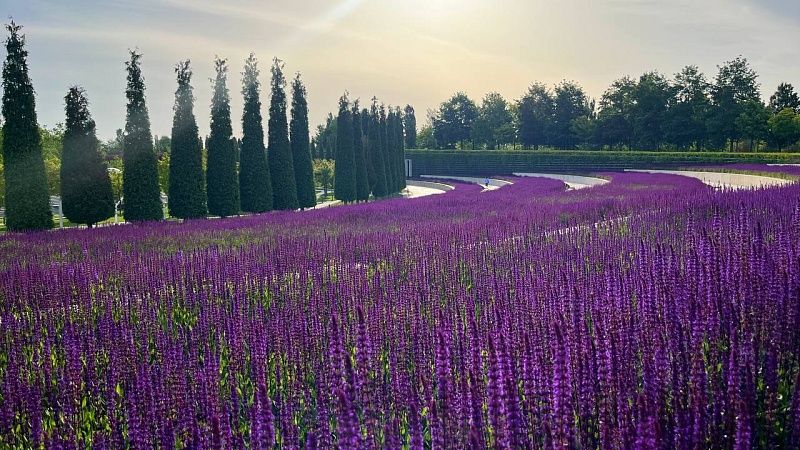 Жара не отпускает, и воздух прогреется до +41°С в среду, 30 июля, на Кубани