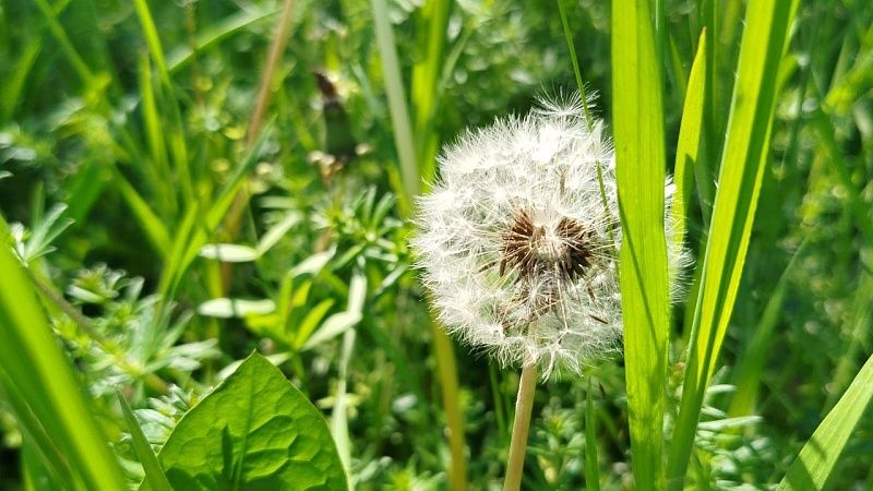 Почти 200 человек за неделю покусали клещи на Кубани