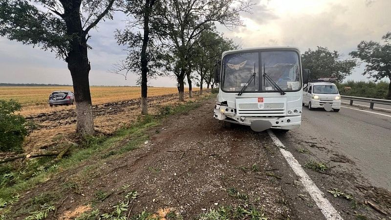 Массовое ДТП произошло из-за упавшего дерева на трассе Кубани