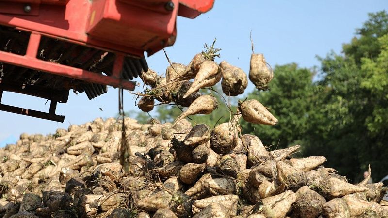Вениамин Кондратьев оценил работу по уборке сахарной свеклы в Успенском районе