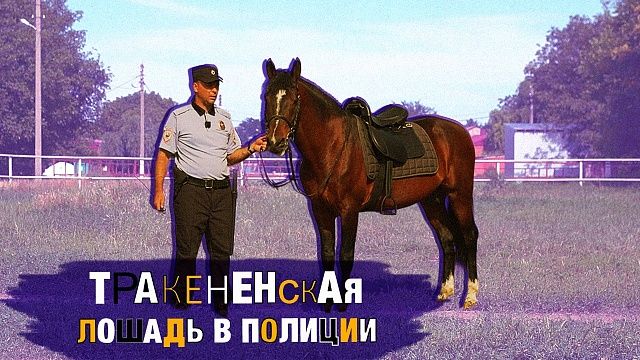 Как ухаживают за лошадьми в полиции? Работа животных в кавалерии
