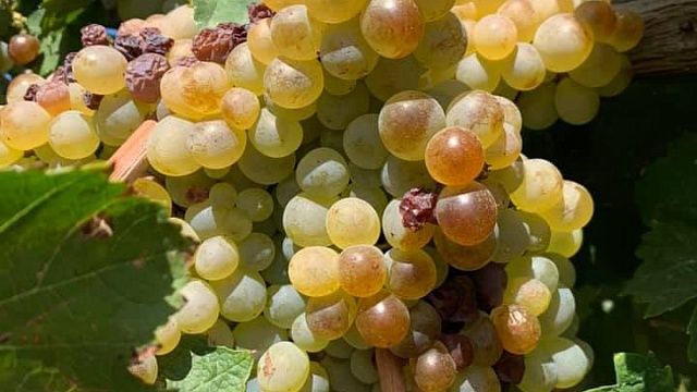 Около 50 тысяч гектаров для новых виноградников в резерве на Кубани