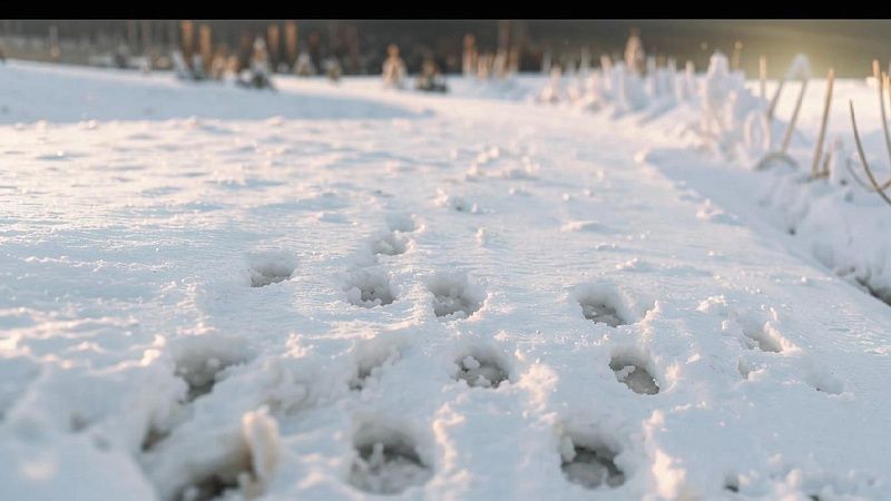 Следы огромного медведя напугали туристов в Сочи